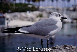Bahamas - Eluthera by Vito Lorusso 